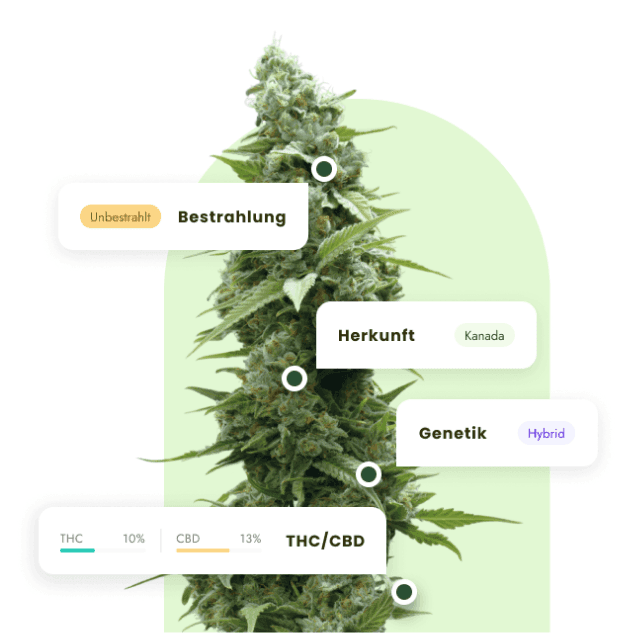 Darstellung einer Cannabisblüte mit Beschriftung der Inhaltsstoffe